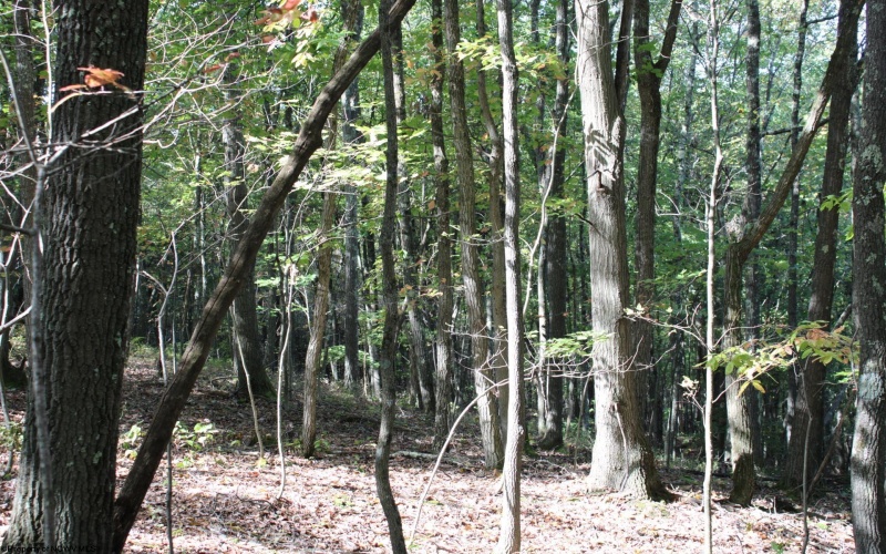 1430 Sand Bank Road, Masontown, West Virginia 26542, ,Lots/land,For Sale,Sand Bank,10157629