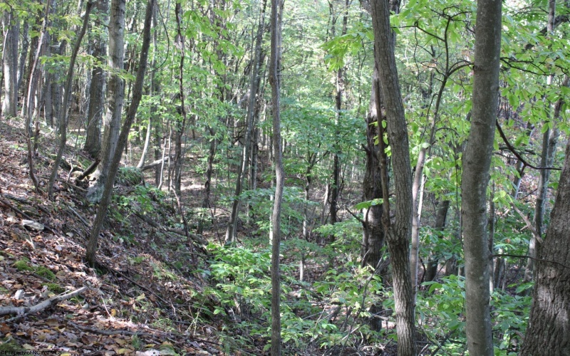 1430 Sand Bank Road, Masontown, West Virginia 26542, ,Lots/land,For Sale,Sand Bank,10157629