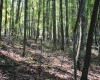 1430 Sand Bank Road, Masontown, West Virginia 26542, ,Lots/land,For Sale,Sand Bank,10157629