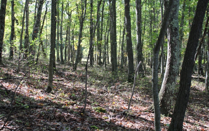 1430 Sand Bank Road, Masontown, West Virginia 26542, ,Lots/land,For Sale,Sand Bank,10157629