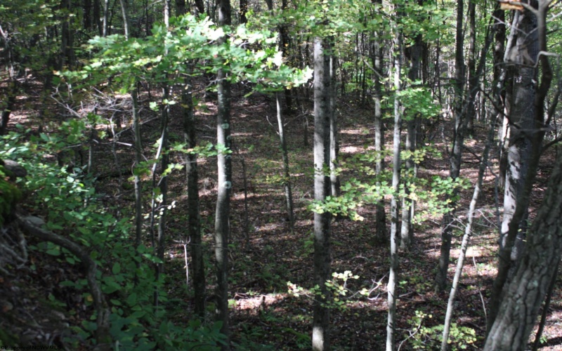 1430 Sand Bank Road, Masontown, West Virginia 26542, ,Lots/land,For Sale,Sand Bank,10157629