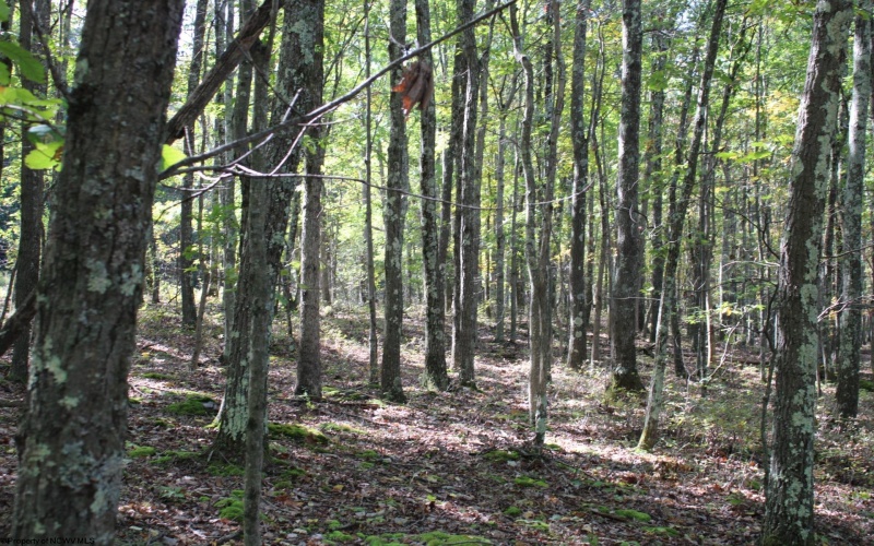 1430 Sand Bank Road, Masontown, West Virginia 26542, ,Lots/land,For Sale,Sand Bank,10157629