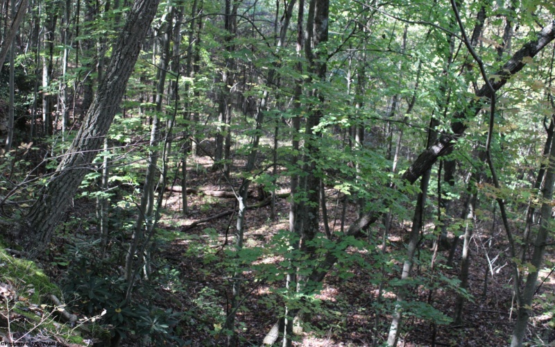 1430 Sand Bank Road, Masontown, West Virginia 26542, ,Lots/land,For Sale,Sand Bank,10157629