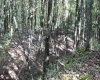 1430 Sand Bank Road, Masontown, West Virginia 26542, ,Lots/land,For Sale,Sand Bank,10157629