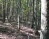 1430 Sand Bank Road, Masontown, West Virginia 26542, ,Lots/land,For Sale,Sand Bank,10157629
