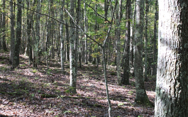 1430 Sand Bank Road, Masontown, West Virginia 26542, ,Lots/land,For Sale,Sand Bank,10157629