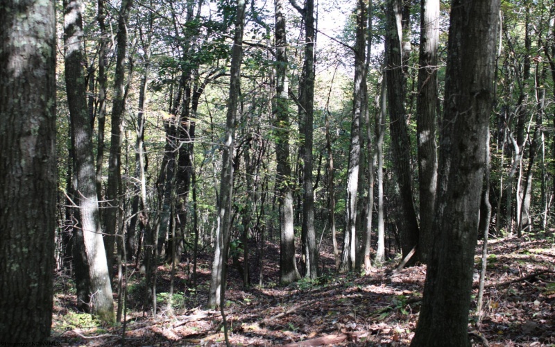 1430 Sand Bank Road, Masontown, West Virginia 26542, ,Lots/land,For Sale,Sand Bank,10157629