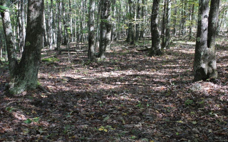 1430 Sand Bank Road, Masontown, West Virginia 26542, ,Lots/land,For Sale,Sand Bank,10157629
