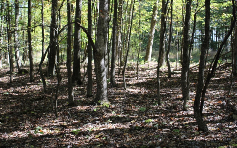1430 Sand Bank Road, Masontown, West Virginia 26542, ,Lots/land,For Sale,Sand Bank,10157629