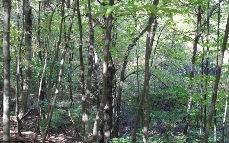 1430 Sand Bank Road, Masontown, West Virginia 26542, ,Lots/land,For Sale,Sand Bank,10157629