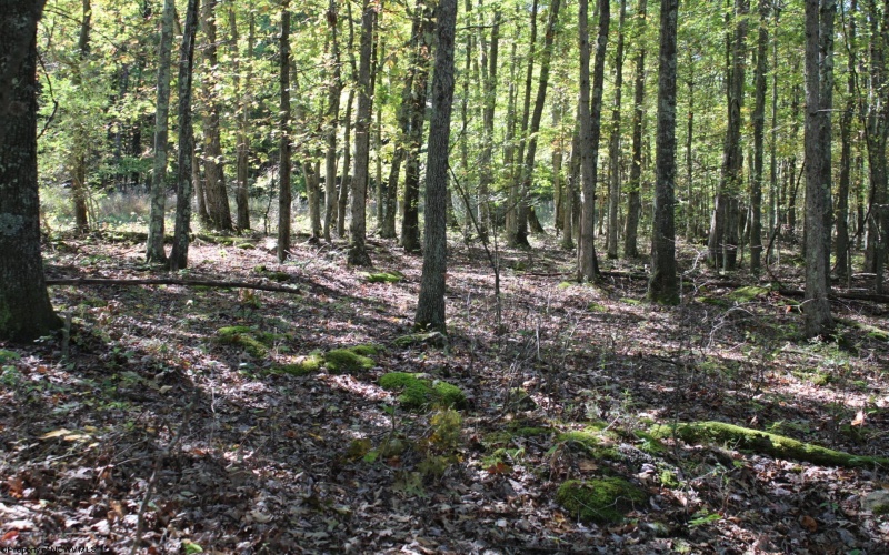 1430 Sand Bank Road, Masontown, West Virginia 26542, ,Lots/land,For Sale,Sand Bank,10157629