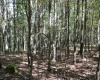 1430 Sand Bank Road, Masontown, West Virginia 26542, ,Lots/land,For Sale,Sand Bank,10157629