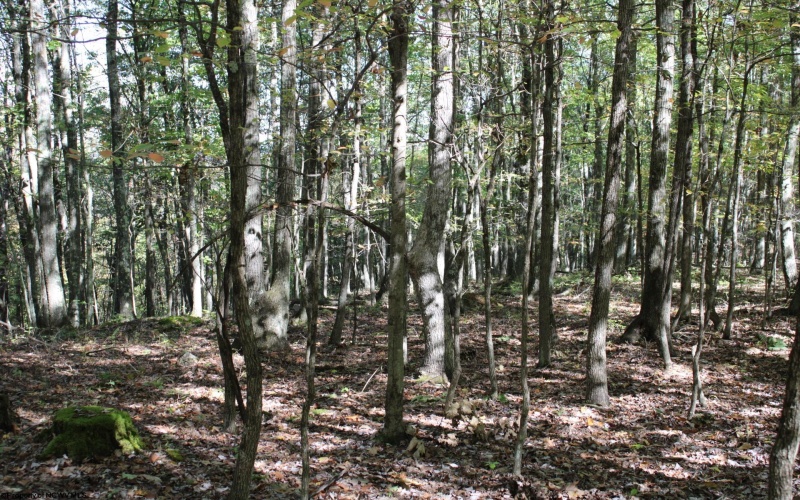 1430 Sand Bank Road, Masontown, West Virginia 26542, ,Lots/land,For Sale,Sand Bank,10157629