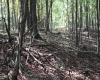 1430 Sand Bank Road, Masontown, West Virginia 26542, ,Lots/land,For Sale,Sand Bank,10157629
