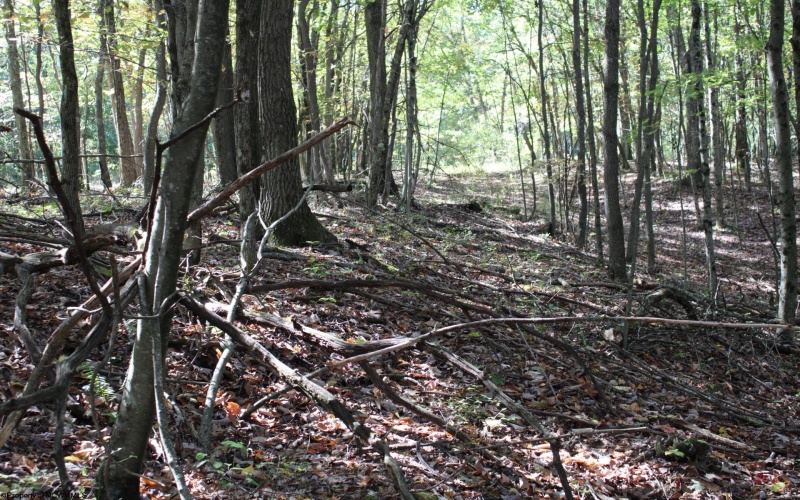 1430 Sand Bank Road, Masontown, West Virginia 26542, ,Lots/land,For Sale,Sand Bank,10157629