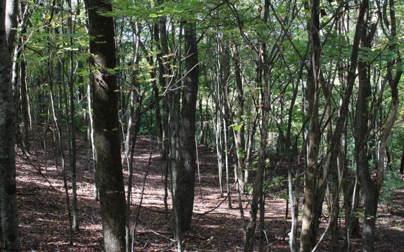 1430 Sand Bank Road, Masontown, West Virginia 26542, ,Lots/land,For Sale,Sand Bank,10157629