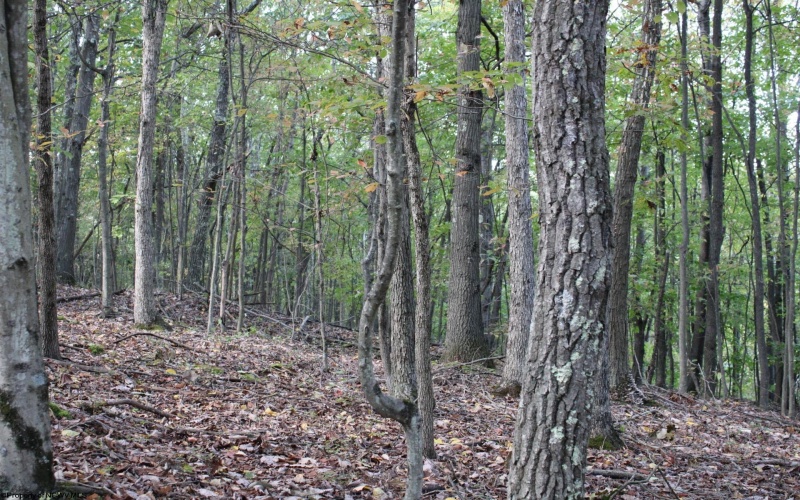 1430 Sand Bank Road, Masontown, West Virginia 26542, ,Lots/land,For Sale,Sand Bank,10157629