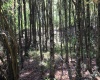 1429 Sand Bank Road, Masontown, West Virginia 26542, ,Lots/land,For Sale,Sand Bank,10157630