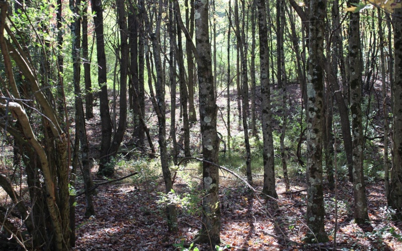 1429 Sand Bank Road, Masontown, West Virginia 26542, ,Lots/land,For Sale,Sand Bank,10157630