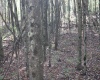 1429 Sand Bank Road, Masontown, West Virginia 26542, ,Lots/land,For Sale,Sand Bank,10157630