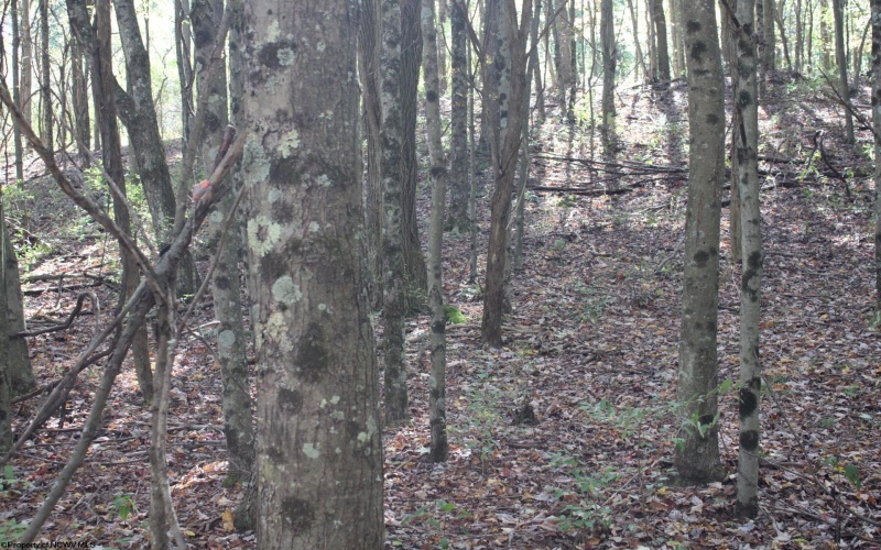 1429 Sand Bank Road, Masontown, West Virginia 26542, ,Lots/land,For Sale,Sand Bank,10157630