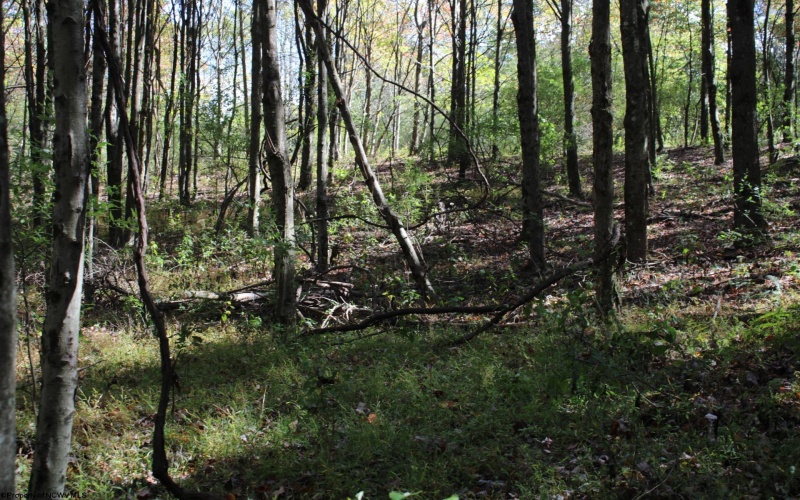 1429 Sand Bank Road, Masontown, West Virginia 26542, ,Lots/land,For Sale,Sand Bank,10157630