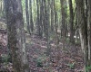 1429 Sand Bank Road, Masontown, West Virginia 26542, ,Lots/land,For Sale,Sand Bank,10157630