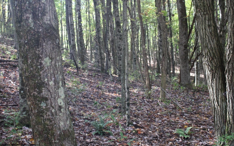 1429 Sand Bank Road, Masontown, West Virginia 26542, ,Lots/land,For Sale,Sand Bank,10157630