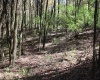 1429 Sand Bank Road, Masontown, West Virginia 26542, ,Lots/land,For Sale,Sand Bank,10157630