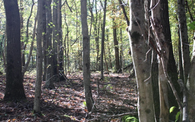 1429 Sand Bank Road, Masontown, West Virginia 26542, ,Lots/land,For Sale,Sand Bank,10157630