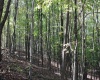 1429 Sand Bank Road, Masontown, West Virginia 26542, ,Lots/land,For Sale,Sand Bank,10157630