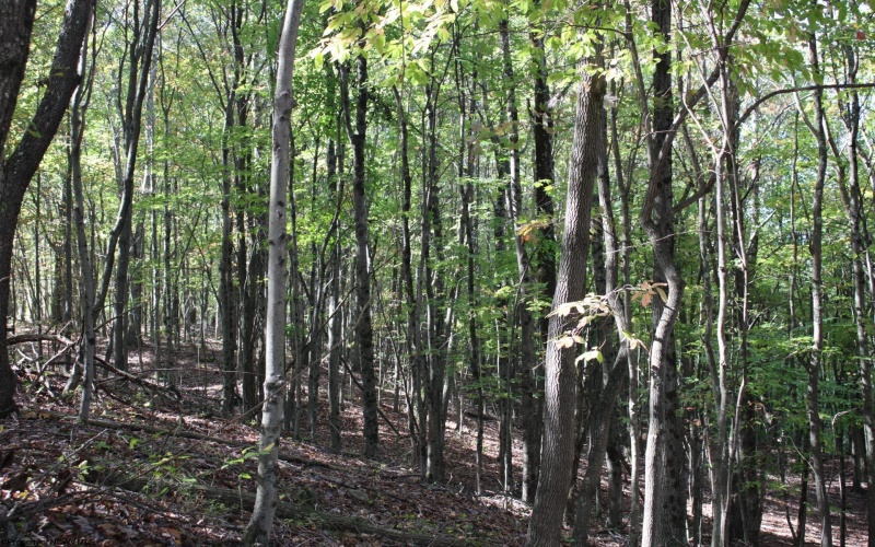 1429 Sand Bank Road, Masontown, West Virginia 26542, ,Lots/land,For Sale,Sand Bank,10157630
