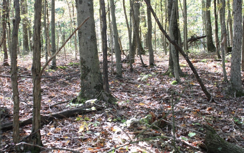 1429 Sand Bank Road, Masontown, West Virginia 26542, ,Lots/land,For Sale,Sand Bank,10157630