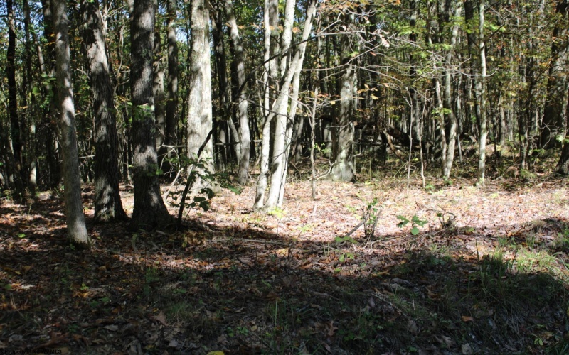1429 Sand Bank Road, Masontown, West Virginia 26542, ,Lots/land,For Sale,Sand Bank,10157630