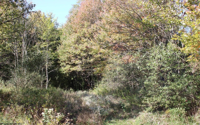 1429 Sand Bank Road, Masontown, West Virginia 26542, ,Lots/land,For Sale,Sand Bank,10157630