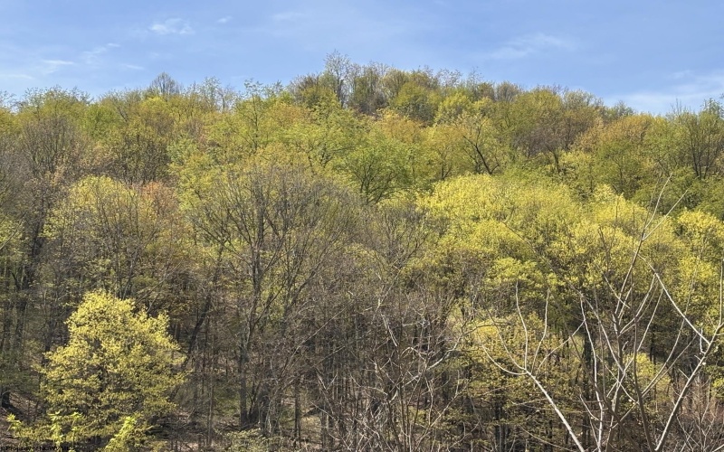 343 Mason Dixon Highway, Morgantown, West Virginia 26501, ,Lots/land,For Sale,Mason Dixon,10157715