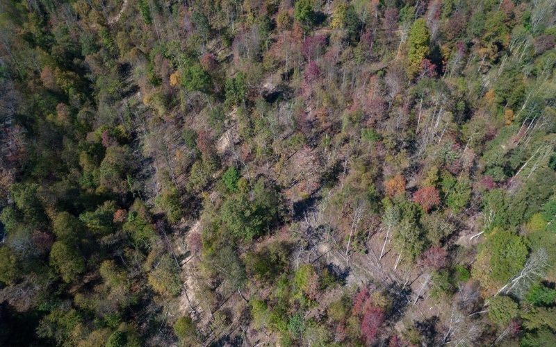 TBD Preston Highway, Tunnelton, West Virginia 26444, ,Lots/land,For Sale,Preston,10157721