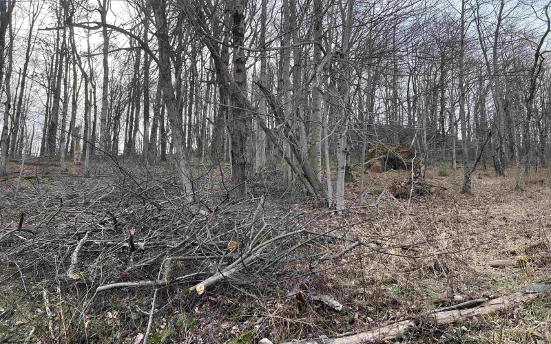TBD Corpening Drive, Bridgeport, West Virginia 26330, ,Lots/land,For Sale,Corpening,10157832