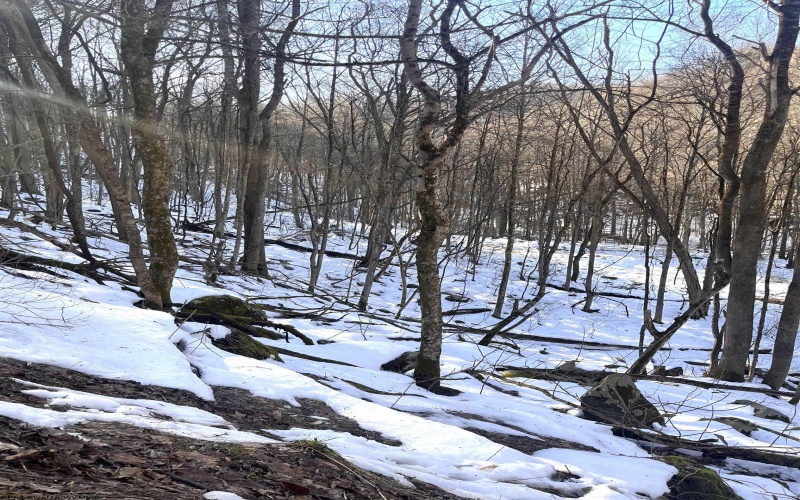 Tract 3 Fill Hollow Road, Tunnelton, West Virginia 26444, ,Lots/land,For Sale,Fill Hollow,10157881