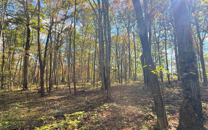 TBD BERGER Road, Bruceton Mills, West Virginia 26525, ,Lots/land,For Sale,BERGER,10157892