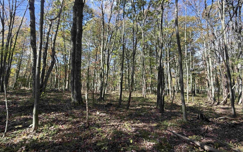 TBD BERGER Road, Bruceton Mills, West Virginia 26525, ,Lots/land,For Sale,BERGER,10157892