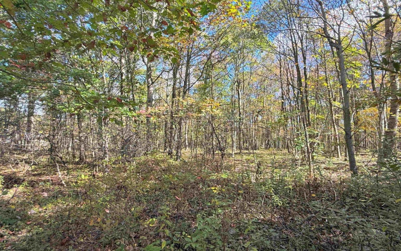 TBD BERGER Road, Bruceton Mills, West Virginia 26525, ,Lots/land,For Sale,BERGER,10157892