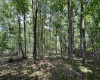 TBD Walker Fork Road, Copen, West Virginia 26615, ,Lots/land,For Sale,Walker Fork,10157912