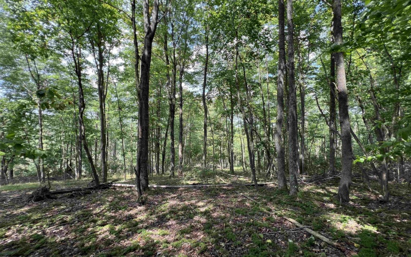 TBD Walker Fork Road, Copen, West Virginia 26615, ,Lots/land,For Sale,Walker Fork,10157912