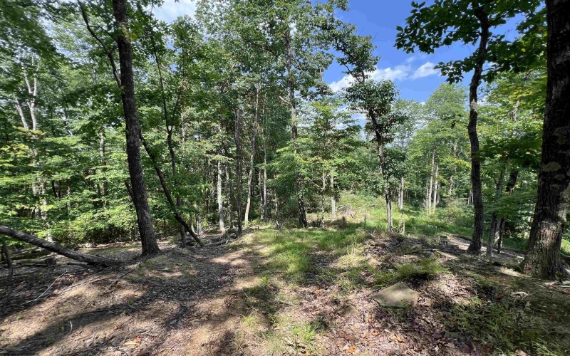 TBD Walker Fork Road, Copen, West Virginia 26615, ,Lots/land,For Sale,Walker Fork,10157912