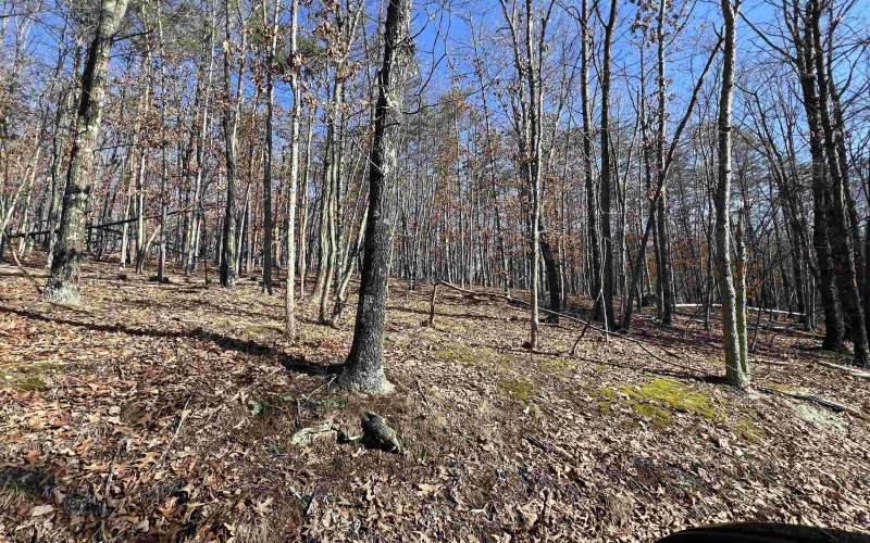 TBD Recluse Road, Delray, West Virginia 26714, ,Lots/land,For Sale,Recluse,10157951