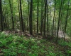 TBD Whitewater Parkway, Bruceton Mills, West Virginia 26525, ,Lots/land,For Sale,Whitewater,10158027