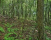 TBD Whitewater Parkway, Bruceton Mills, West Virginia 26525, ,Lots/land,For Sale,Whitewater,10158027