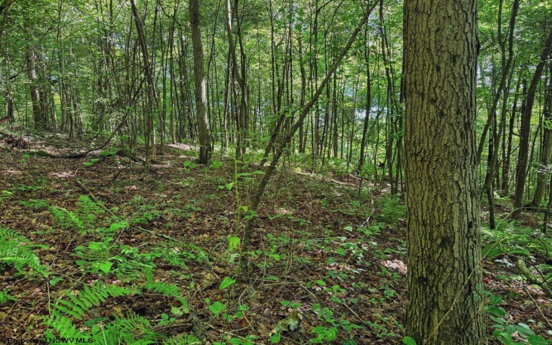 TBD Whitewater Parkway, Bruceton Mills, West Virginia 26525, ,Lots/land,For Sale,Whitewater,10158027