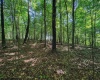 TBD Whitewater Parkway, Bruceton Mills, West Virginia 26525, ,Lots/land,For Sale,Whitewater,10158027